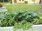 Zahrádka ve školce